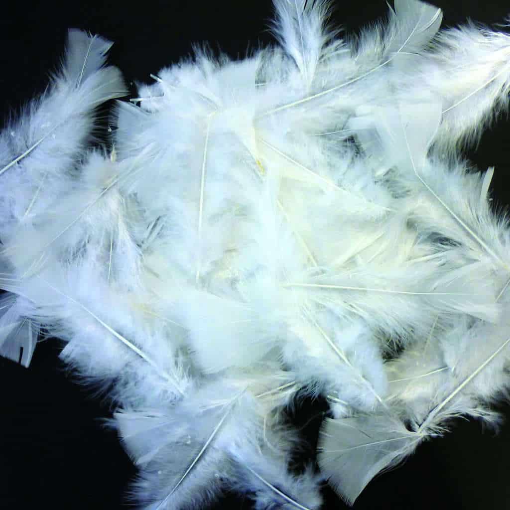 Plumes blanches 10 15 cm
