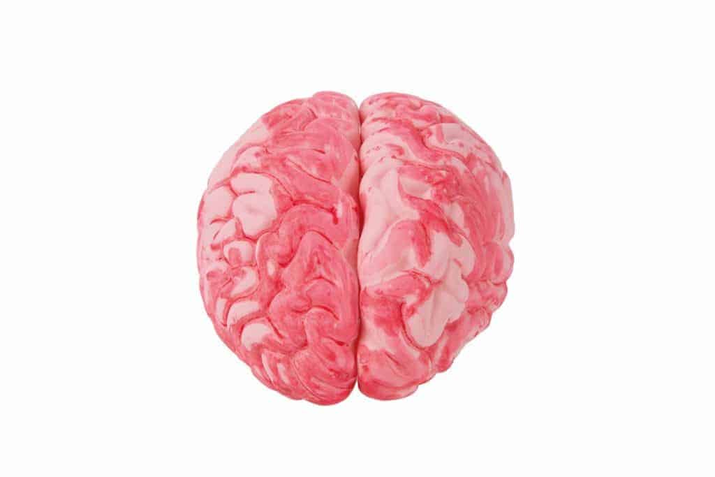 CERVEAU SAIGNANT (Emballage cellophane)