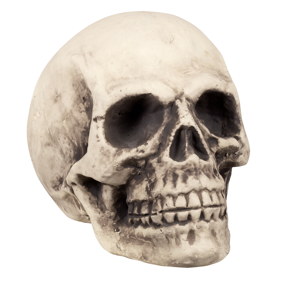 TÊTE DE MORT POLYSTYRÈNE (Crane 27 x 27 x 38 cm)