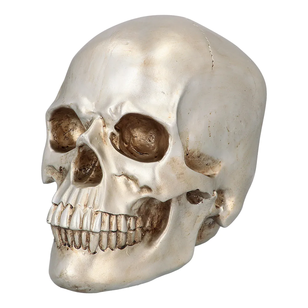 TÊTE DE MORT BRILLANTE (Crâne résine 26 x 18 x 33 cm)