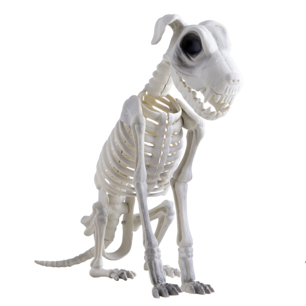 SQUELETTE DE CHIEN 43 cm