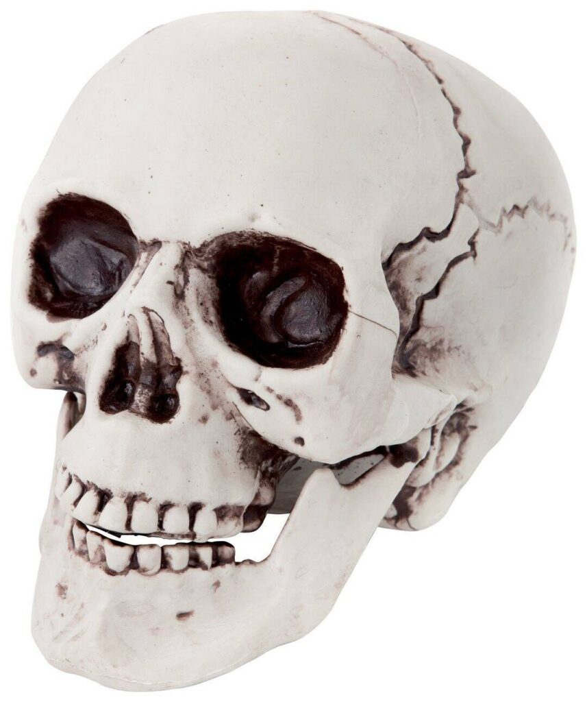 CRANE TETE DE MORT (dimension 21 x 17 x 18 cm)
