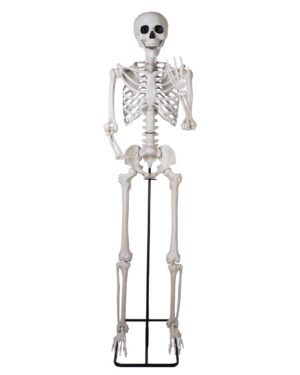 SQUELETTE GÉANT  sur pied articulé Taille 213cm (Copie)