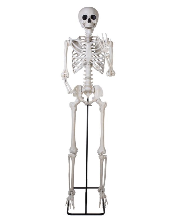 SQUELETTE GÉANT sur pied articulé Taille 213cm (Copie)