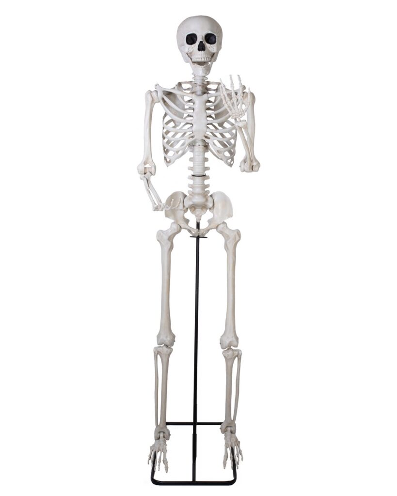 SQUELETTE GÉANT sur pied articulé Taille 213cm (Copie)