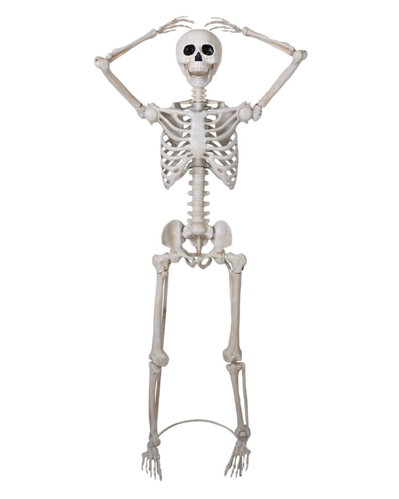 SQUELETTE sur pied articulé Taille 152cm